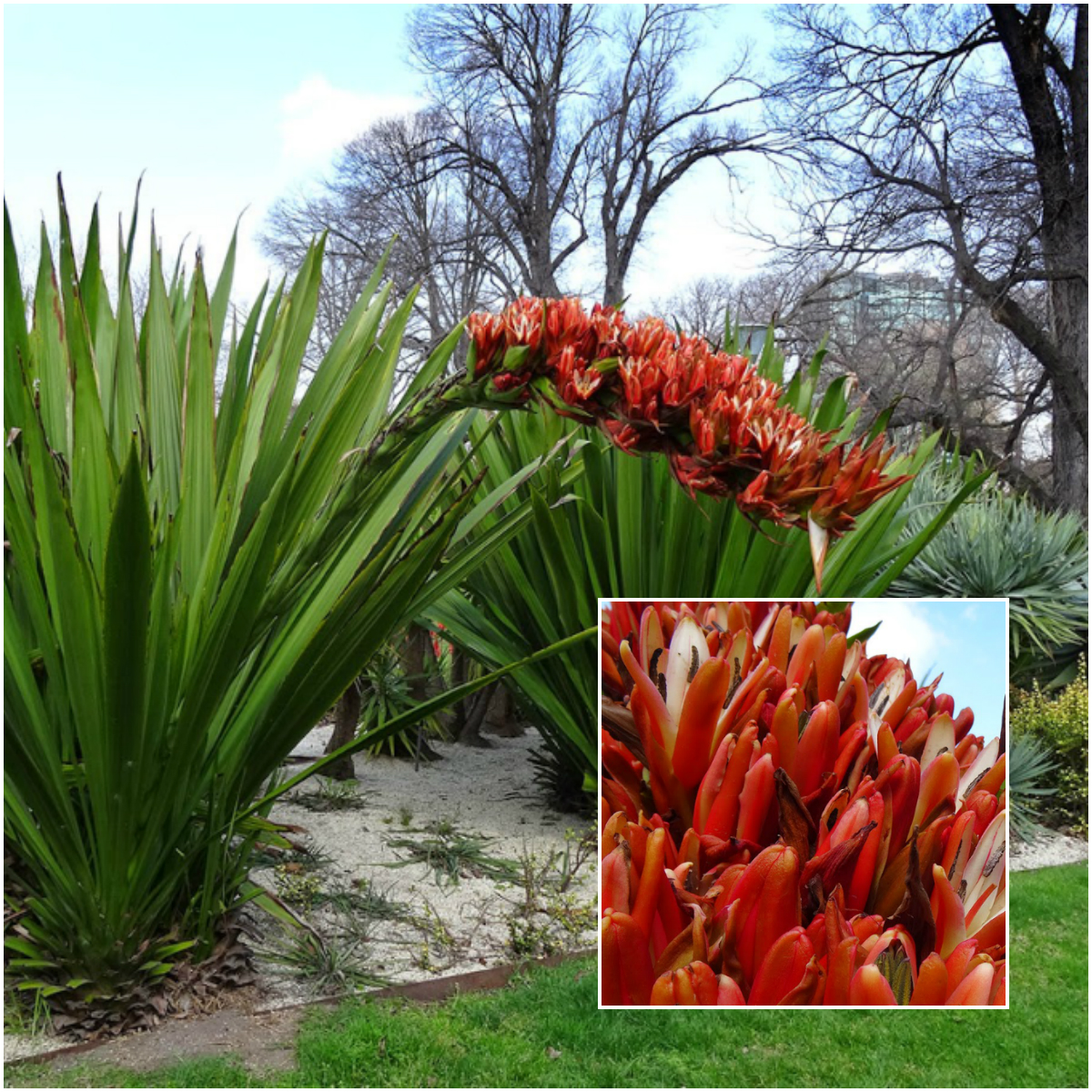 Giant spear lily